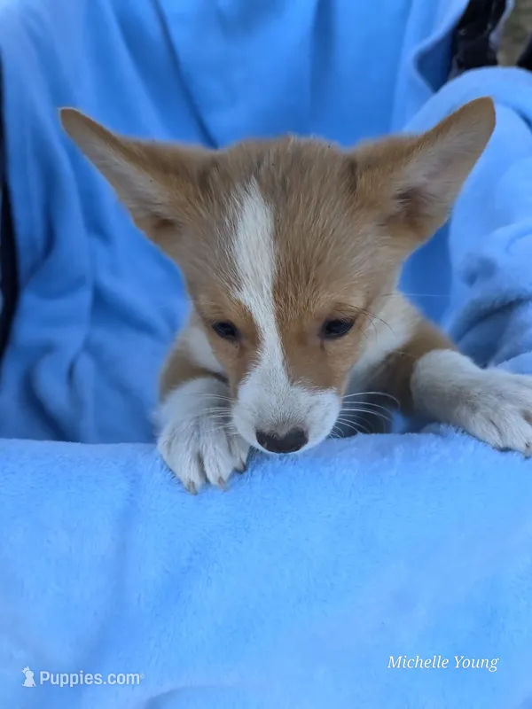 River – Pembroke Welsh Corgi puppy for sale in Elkton, KY