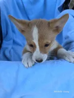 River, a male Pembroke Welsh Corgi for sale in Elkton, KY – 1 of 3