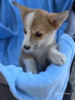 Zeus, a male Pembroke Welsh Corgi for sale in Elkton, KY – 2 of 3