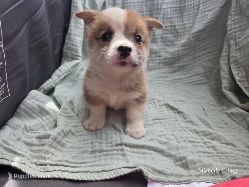 Zeus – Pembroke Welsh Corgi puppy for sale in Elkton, KY