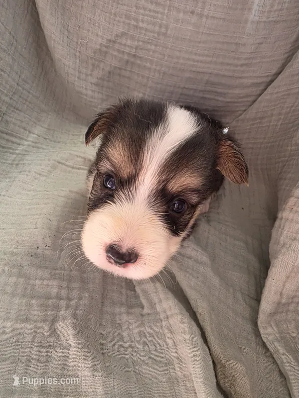 Matty – Pembroke Welsh Corgi puppy for sale in Elkton, KY