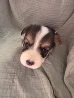 Matty, a male Pembroke Welsh Corgi for sale in Elkton, KY – 1 of 2