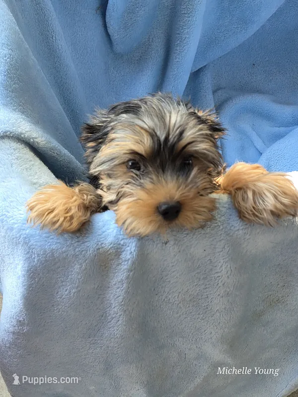 Buddy – Yorkshire Terrier puppy for sale in Elkton, KY