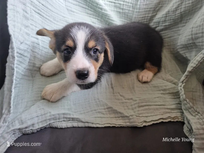 Matty – Pembroke Welsh Corgi puppy for sale in Elkton, KY