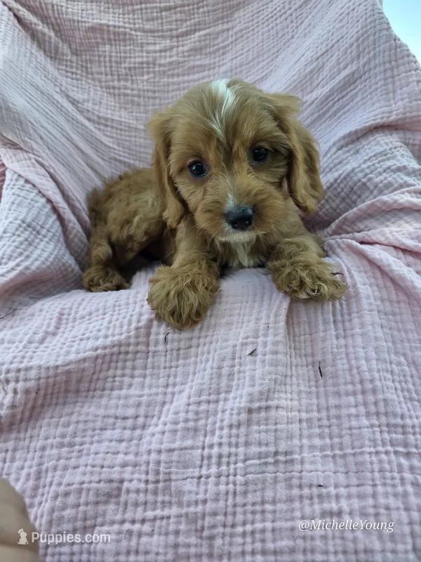 Katie – Cavapoo puppy for sale in Elkton, KY
