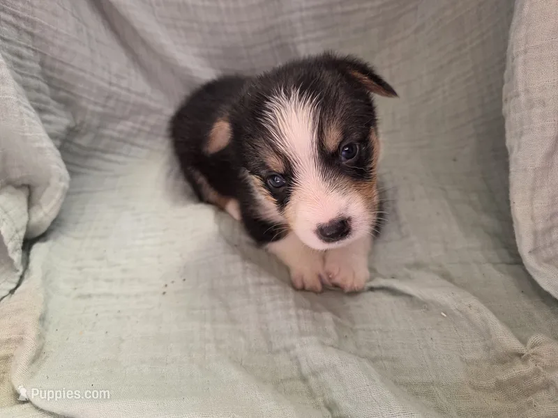 Oscar – Pembroke Welsh Corgi puppy for sale in Elkton, KY