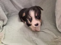 Oscar, a male Pembroke Welsh Corgi for sale in Elkton, KY – 1 of 2