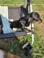 Corbin, a male Miniature Dachshund for sale in Elkton, KY – 2 of 3