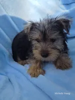 Mason, a male Yorkshire Terrier for sale in Elkton, KY – 2 of 3