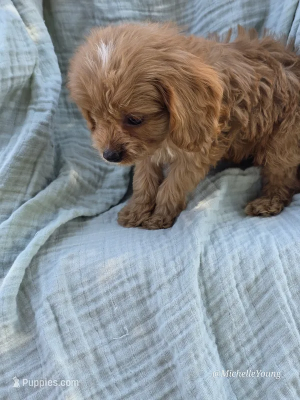 Sammy – Cavapoo puppy for sale in Elkton, KY