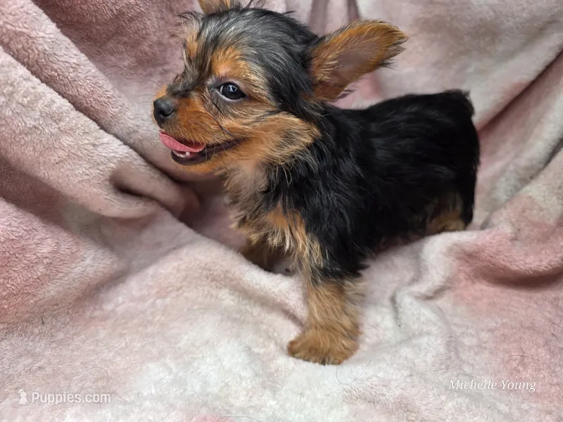 Bri – Yorkshire Terrier puppy for sale in Elkton, KY