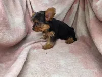 Beth, a female Yorkshire Terrier for sale in Elkton, KY – 3 of 3