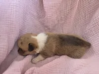 Stormy, a female Pembroke Welsh Corgi for sale in Elkton, KY – 2 of 2
