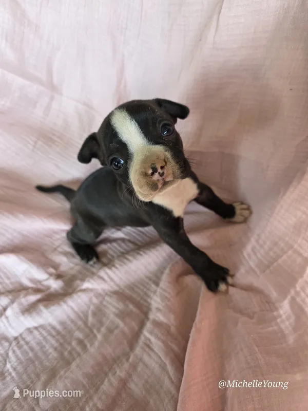Stacy – Boston Terrier puppy for sale in Elkton, KY