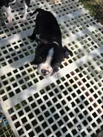Stacy, a female Boston Terrier for sale in Elkton, KY – 2 of 2