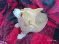 Ana, a female Pembroke Welsh Corgi for sale in Elkton, KY – 3 of 3