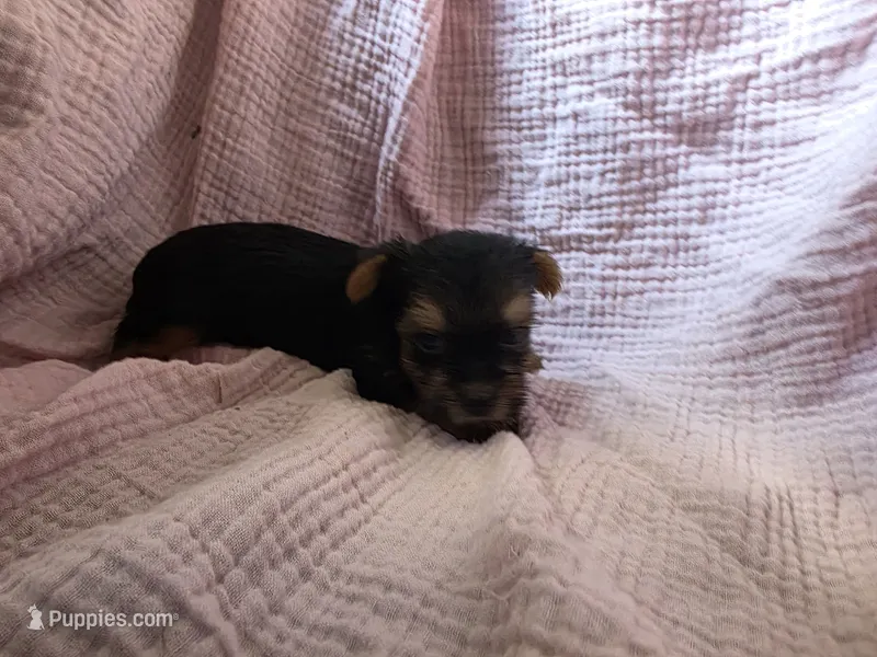 Chloe – Yorkshire Terrier puppy for sale in Elkton, KY