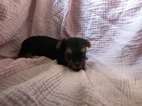 Chloe, a female Yorkshire Terrier for sale in Elkton, KY – 1 of 1