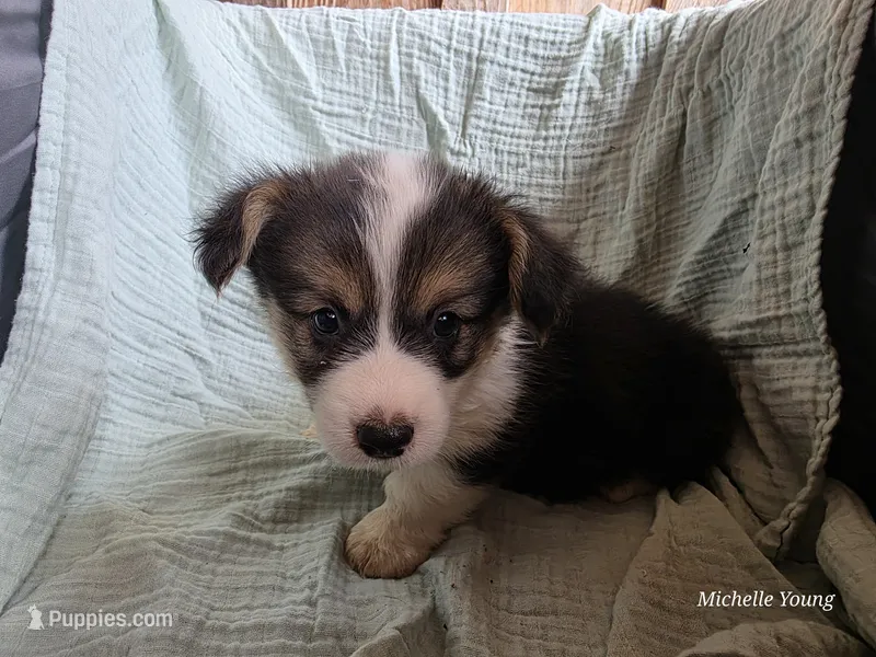 Oscar – Pembroke Welsh Corgi puppy for sale in Elkton, KY