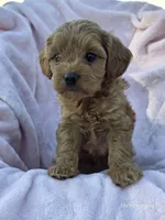 Tiffany, a female Cavapoo for sale in Elkton, KY – 4 of 4