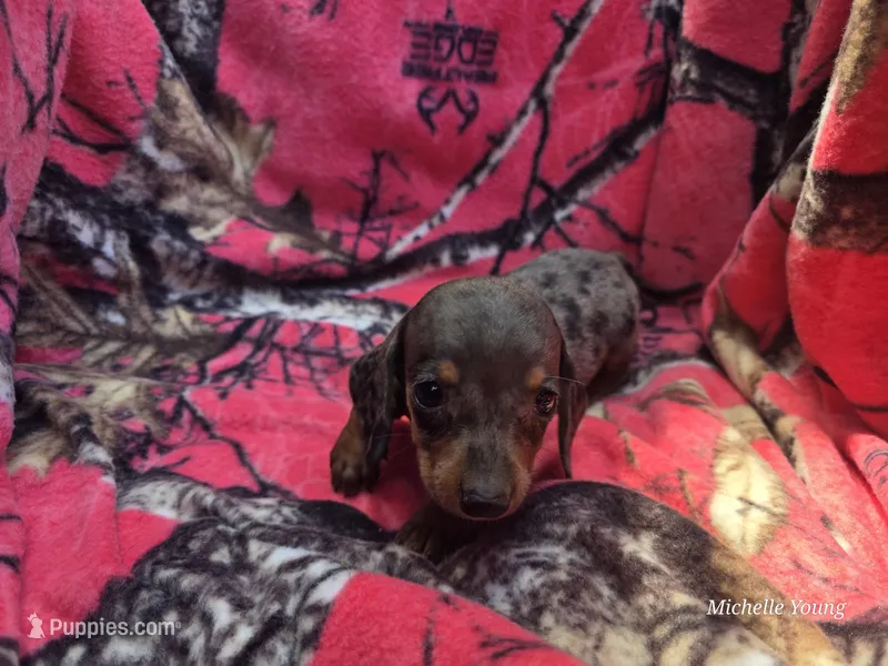 Hope – Miniature Dachshund puppy for sale in Elkton, KY