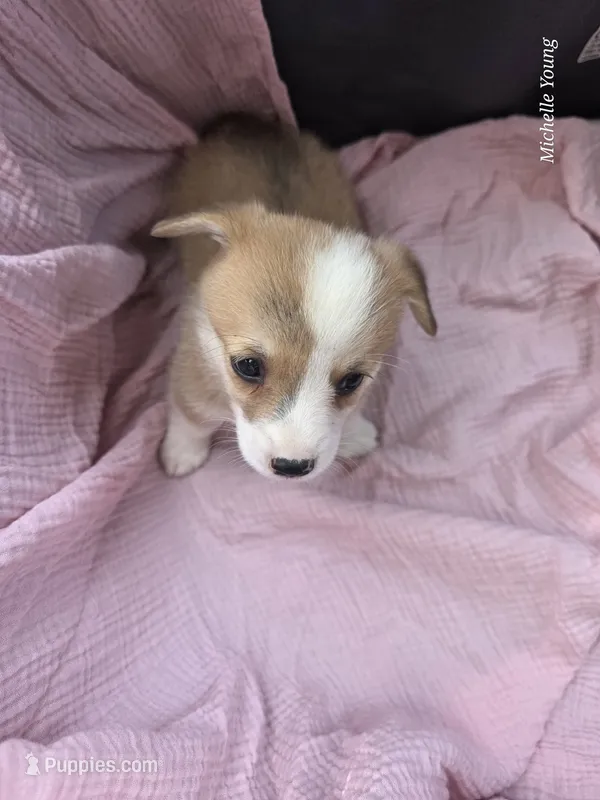 Faith – Pembroke Welsh Corgi puppy for sale in Elkton, KY