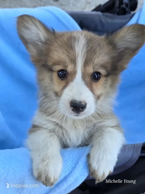 Diesel – Pembroke Welsh Corgi puppy for sale in Elkton, KY