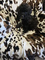 Daisy, a female Bordoodle for sale in Elkton, KY – Photo 1 of 3