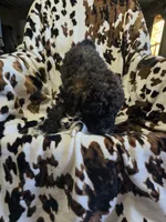 Daisy, a female Bordoodle for sale in Elkton, KY – Photo 3 of 3