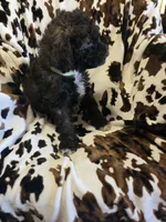 Daisy, a female Bordoodle for sale in Elkton, KY – Photo 2 of 3