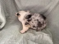 Jackson, a male Pembroke Welsh Corgi for sale in Elkton, KY – 2 of 2