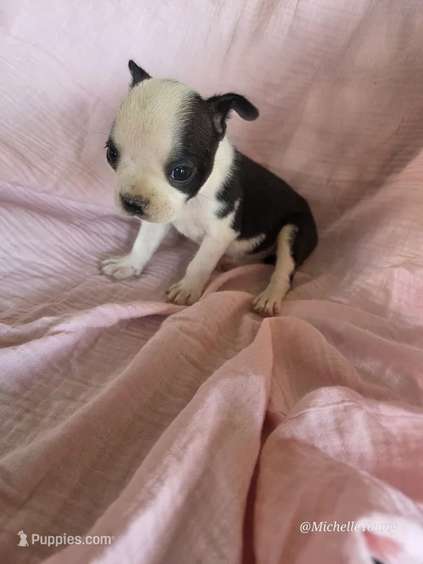 Mabel – Boston Terrier puppy for sale in Elkton, KY