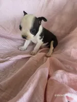 Mabel, a female Boston Terrier for sale in Elkton, KY – 1 of 1