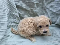 Mickey, a male Bichpoo and Poochon for sale in Elkton, KY – 2 of 2