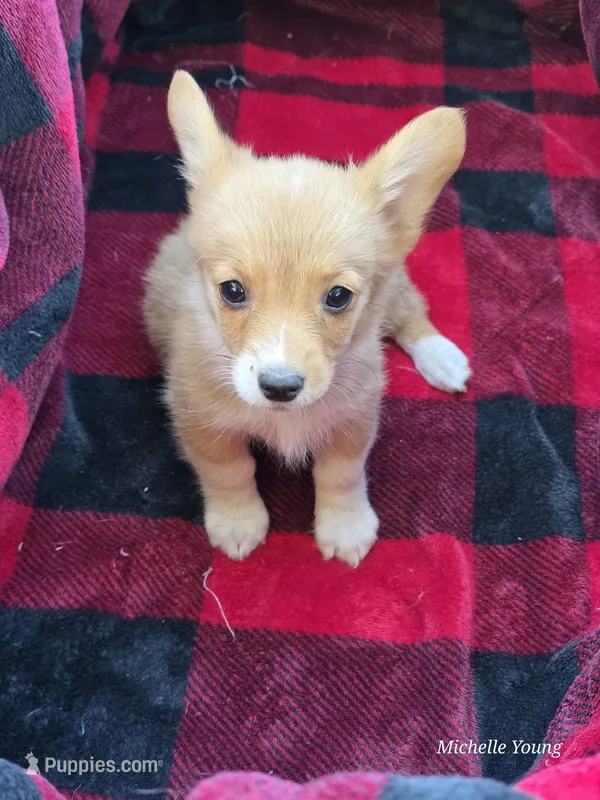 Stormy – Pembroke Welsh Corgi puppy for sale in Elkton, KY