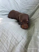 Brownie, a male Miniature Dachshund for sale in Elkton, KY – 2 of 2