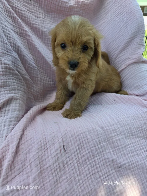Paisley – Cavapoo puppy for sale in Elkton, KY