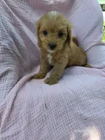 Paisley, a female Cavapoo for sale in Elkton, KY – 1 of 1