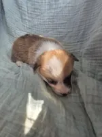 Zeus, a male Pembroke Welsh Corgi for sale in Elkton, KY – 2 of 2