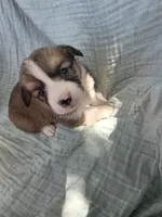 Diesel, a male Pembroke Welsh Corgi for sale in Elkton, KY – 1 of 2