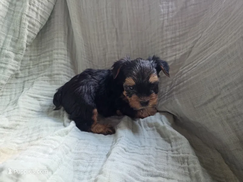 Duke – Yorkshire Terrier puppy for sale in Elkton, KY