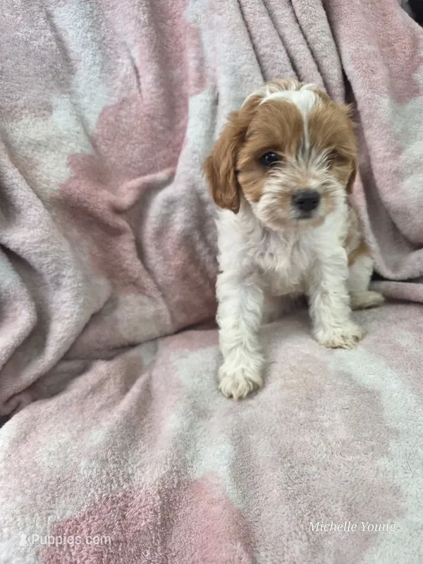 Trina – Cavapoo puppy for sale in Elkton, KY