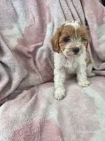 Trina, a female Cavapoo for sale in Elkton, KY – 1 of 3