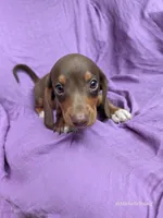 Princess, a female Miniature Dachshund for sale in Elkton, KY – 2 of 2