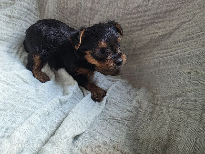 Buddy – Yorkshire Terrier puppy for sale in Elkton, KY