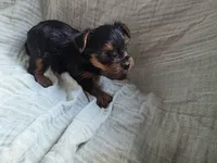 Buddy, a male Yorkshire Terrier for sale in Elkton, KY – 1 of 2