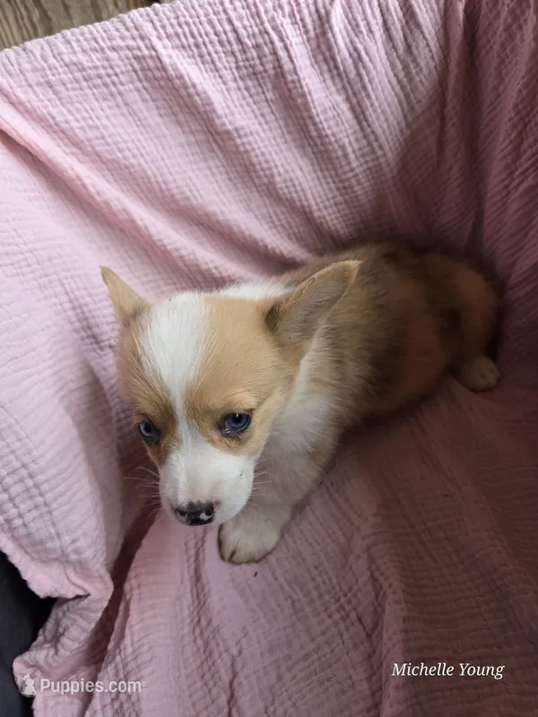 Bella – Pembroke Welsh Corgi puppy for sale in Elkton, KY