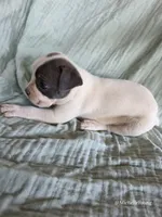 Bluey, a male Boston Terrier for sale in Elkton, KY – 3 of 3
