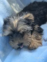 Buddy, a male Yorkshire Terrier for sale in Elkton, KY – 3 of 3