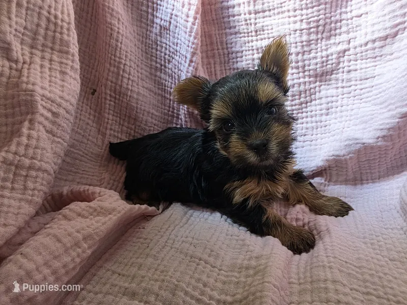 Lola – Yorkshire Terrier puppy for sale in Elkton, KY